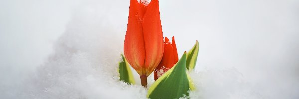 Tulipan, Czerwony, Śnieg