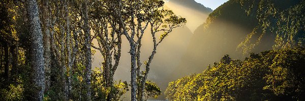 Park Narodowy Fiordland, Przebijające światło, Drzewa, Góry, Nowa Zelandia, Cleddau River, Rzeka