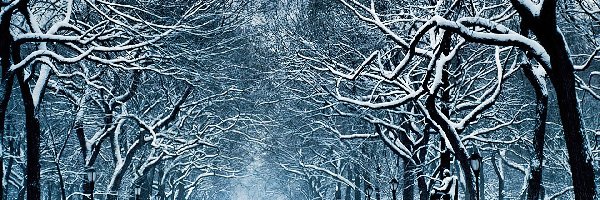 Śnieg, Alejka, Drzewa, Zima