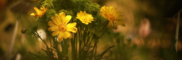 Miłki wiosenne, Kwiaty, Żółte