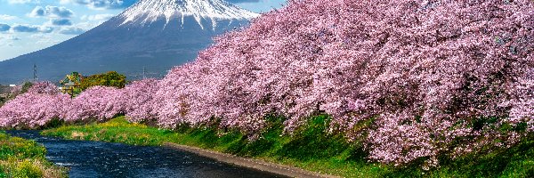 Drzewa, Rzeka, Japonia, Shizuoka, Wiosna, Okwiecone, Wiśnie japońskie, Góra Fudżi