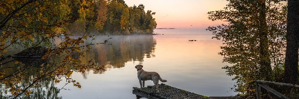 Mgła, Pies, Drzewa, Jesień, Pomost, Jezioro