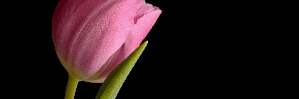 Tulipan, Tło, Ciemne, Różowy