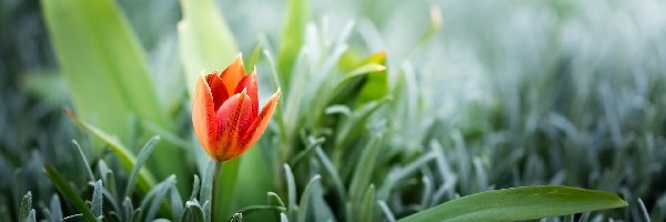 Tulipan, Rozmycie, Liście, Kwiaty