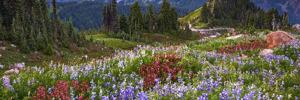 Drzewa, Góry Kaskadowe, Park Narodowy Mount Rainier, Stan Waszyngton, Stany Zjednoczone, Łubin, Łąka