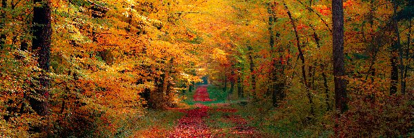 Liście, Drzewa, Kolorowe, Jesień, Las, Droga