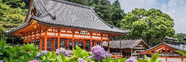Mino, Katsuo-ji, Japonia, Hortensje, Kwiaty, Liliowe, Różowe, Świątynia, Drzewa, Prefektura Osaka