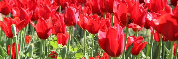 Tulipany, Trawa, Czerwone, Kwiaty