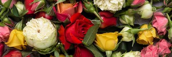 Liście, Róże, Pąki, Zbliżenie, Kolorowe, Kwiaty