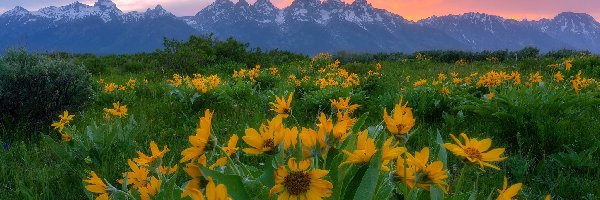 Balsamorhiza, Kwiaty, Wschód słońca, Teton Range, Góry, Stany Zjednoczone, Stan Wyoming, Żółte, Park Narodowy Grand Teton