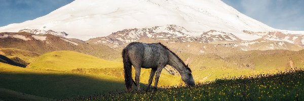 Koń, Łąka, Góry