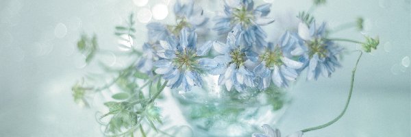 Niebieskie, Kwiaty, Lucerna pstra