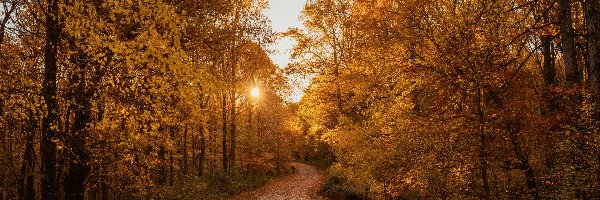 Jesień, Drzewa, Droga, Promienie słońca, Liście
