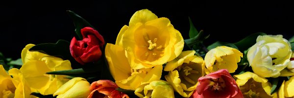 Murek, Tulipany, Kwiaty