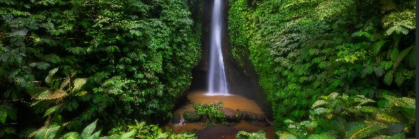 Drzewa, Leke Leke Waterfall, Indonezja, Bali, Las, Liście, Rośliny, Wodospad