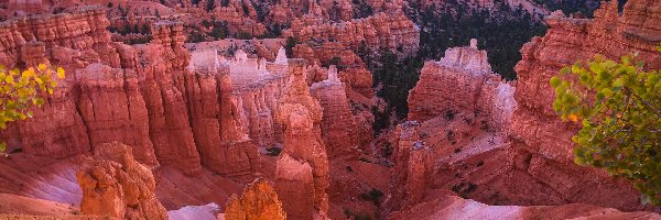 Utah, Skały, Park Narodowy Bryce Canyon, Stany Zjednoczone, Drzewa, Kanion