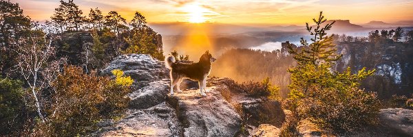 Pies, Góry, Skały, Drzewa, Promienie słońca