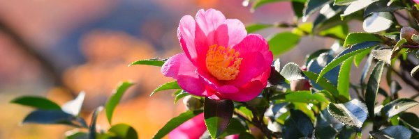Różowy, Kwiat, Kamelia japońska