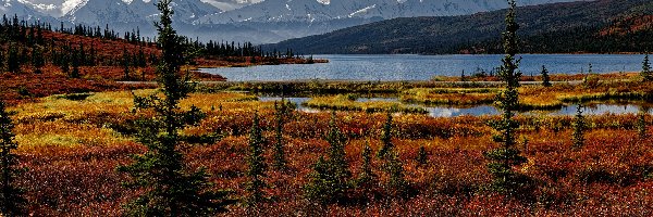 Drzewa, Alaska, Roślinność, Wonder Lake, Góry, Kordyliery, Jezioro, Stany Zjednoczone, Park Narodowy Denali, Jesień
