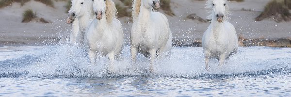 Cztery, Konie, Białe, Woda, Rzeka