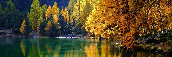Drzewa, Lai da Palpuogna, Szwajcaria, Kanton Gryzonia, Pożółkłe, Jesień, Albula, Jezioro