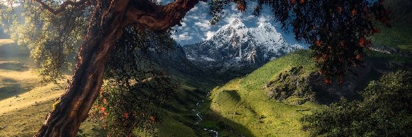 Peru, Drzewo, Góry Kordyliery, Rzeka, Dolina