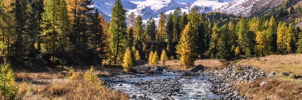 Rzeka, Góry, Alpy, Kanton Gryzonia, Szwajcaria, Drzewa, Jesień