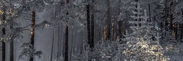 Las, Zima, Śnieg, Mgła, Drzewa, Ośnieżone