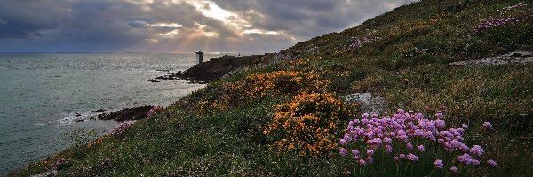 Latarnia morska, Skały, Morze, Gmina Conquet, Francja, Kwiaty, Wybrzeże, Wzgórze, Kermorvan lighthouse