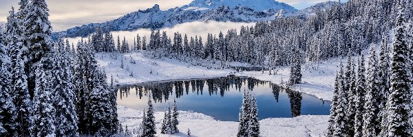 Tipsoo Lake, Jezioro, Stratowulkan Mount Rainier, Góry, Stany Zjednoczone, Drzewa, Śnieg, Park Narodowy Mount Rainier, Zima
