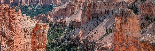 Utah, Drzewa, Park Narodowy Bryce Canyon, Stany Zjednoczone, Skały, Kanion