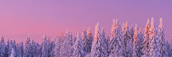 Zima, Drzewa, Śnieg, Niebo, Zaróżowione