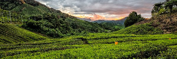 Niebo, Cameron Highlands, Góry, Stan Pahang, Malezja, Plantacja herbaty, Pole