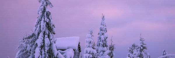 Zima, Drzewa, Śnieg, Mgła, Dom