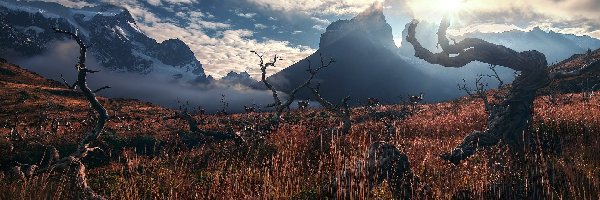Masyw, Park Narodowy Torres del Paine, Torres del Paine, Pnie, Chile, Drzewa, Cordillera del Paine, Patagonia, Góry, Suche, Wschód słońca