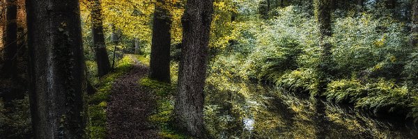 Ścieżka, Drzewa, Potok, Trawa, Las, Jesień