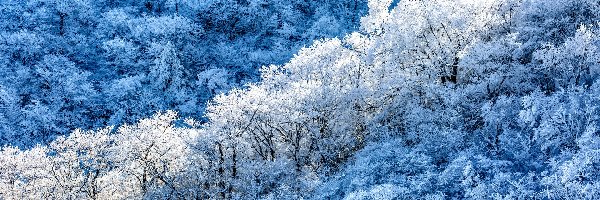 Zima, Śnieg, Las, Krzewy, Drzewa