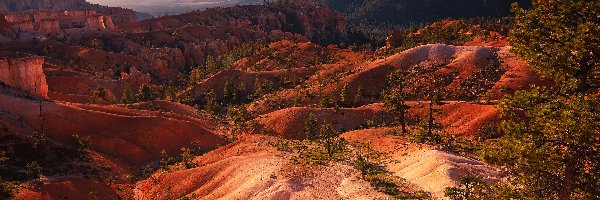 Utah, Park Narodowy Bryce Canyon, Kanion, Skały, Góry, Sosny, Drzewa, Bryce Canyon, Stany Zjednoczone