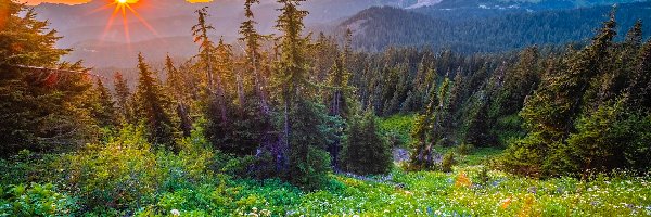 Łąka, Promienie słońca, Park Narodowy Mount Rainier, Waszyngton, Stany Zjednoczone, Drzewa, Polne, Stratowulkan Mount Rainier, Kwiaty