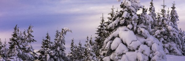 Zima, Drzewa, Ośnieżone, Śnieg, Świerki