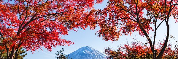 Jesień, Góra Fudżi, Liście, Czerwone, Mount Fuji, Drzewa, Gałęzie, Japonia