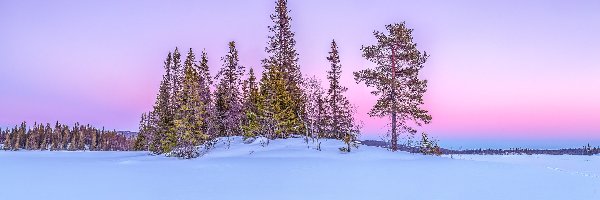 Drzewa, Polana, Śnieg, Zima