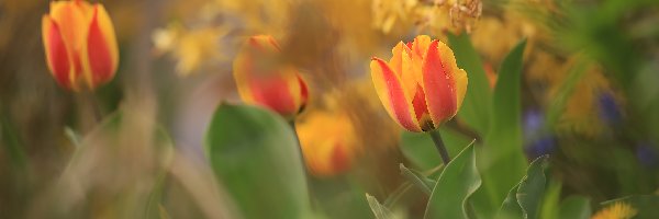 Tulipany, Kwiaty, Rozkwitające