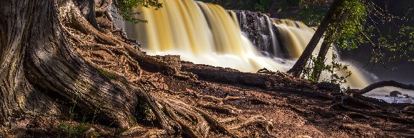 Gooseberry Falls, Korzenie, Stany Zjednoczone, Minesota, Wodospad, Most, Park stanowy Gooseberry Falls, Drzewo