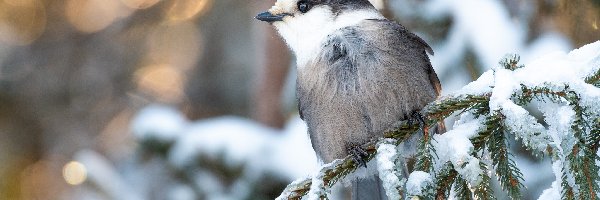Ptak, Gałąź, Sójka kanadyjska, Śnieg