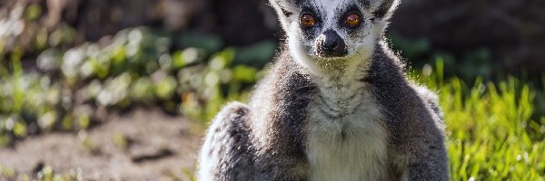 Zbliżenie, Katta, Lemur