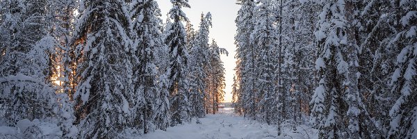 Zima, Drzewa, Las, Śnieg, Zaspy