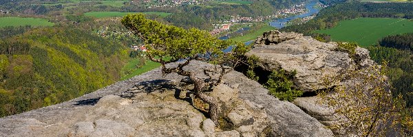 Góra Lilienstein, Skały, Drzewo, Niemcy, Saksońska Szwajcaria
