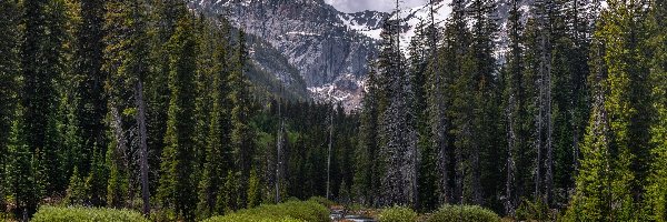 Las, Góry, Stany Zjednoczone, Stan Wyoming, Drzewa, Rzeka, Chmury, Park Narodowy Grand Teton