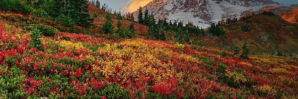 Roślinność, Kolorow, Mount Rainier, Wulkan, Góra, Stany Zjednoczone, Waszyngton, Drzewa, Park Narodowy Mount Rainier